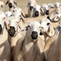 فروش گوسفند زنده غرب تهران چاق|حیوانات مزرعه|تهران, فلسطین (میدان انقلاب)|دیوار