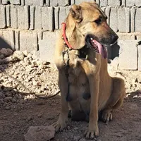 واگذاری سگ سرابی ماده