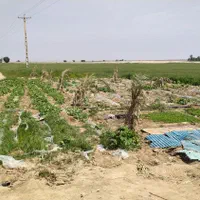 فروش ۲۴ هکتار زمین ابی در ملاثانی روستای صلیعه|فروش دفتر صنعتی، کشاورزی، تجاری|اهواز, زرگان|دیوار