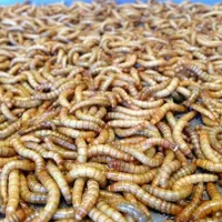 درآمد با تولید حشرات پروتئینی( میلورم )