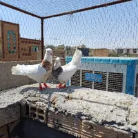 کبوتر طوقی|پرنده|فولادشهر, باغشاد|دیوار