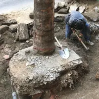 جابجایی درخت تخصص ماست|خدمات باغبانی و درختکاری|تهران, تجریش|دیوار