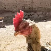 مرغ خروس لاری درجه ۱|حیوانات مزرعه|بیرجند, |دیوار