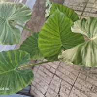 بابا ادم/ شفلرا/گل مرجان|گل و گیاه طبیعی|رشت, نظری|دیوار