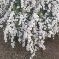 باغبانی و سمپاشی|خدمات باغبانی و درختکاری|رشت, گلباغ نماز|دیوار
