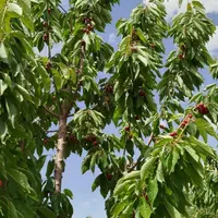فروش باغ ۱۳۰۰ متری در .پل زمانخان شوراب صغیر|فروش زمین و ملک کلنگی|اهواز, بهارستان|دیوار
