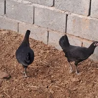 مرغ و خروس|حیوانات مزرعه|کهنوج, |دیوار