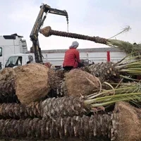 چابهار درخت نخل زیبا شکیل برای بوم‌گردی ویلا خانه|گل و گیاه طبیعی|چابهار, |دیوار