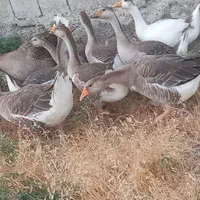 ۷ عدد غاز دورگه بفروش میرسد