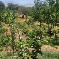 اجاره روزانه خانه ویلای باغ در اراک|اجارهٔ کوتاهمدت ویلا و باغ|اراک, |دیوار