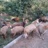 فروش گوسفند زنده تمام نژادهای مختلف گوشتی پرواری