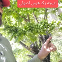 باغبانی.هرس اصولی.داربست. اره برقی. متن رابخانید|خدمات باغبانی و درختکاری|کرمان, |دیوار