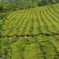 اجاره ویلا باغ درقعله رودخان فومن|اجارهٔ کوتاه‌مدت ویلا و باغ|فومن, |دیوار