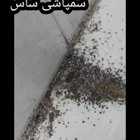 سمپاشی ساس سوسک کنه موریانه موش مورچه صددرصدتضمینی|خدمات نظافت|مشهد, توس (بلوار توس)|دیوار