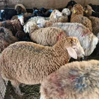 ارسال گوسفند زنده پرواری جهت قربونی کل تهران