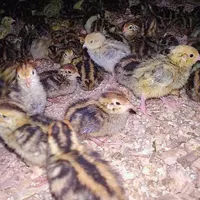 جوجه اردک گلپایگان،طاقچه،غازبلدرچین،رنگی، گوشتی|حیوانات مزرعه|مشهد, رسالت|دیوار