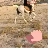 اسب به نام روسی