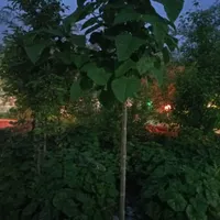 اجاره باغ ویلا جنگلی، استخر داخل آب گرم شاهنامه ۱۸|اجارهٔ کوتاه‌مدت ویلا و باغ|مشهد, امیریه|دیوار