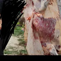 قصاب در محل(خدمات قصاب در محل ذبح در محل)