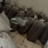 کشمش افتابی تاکستان|خوردنی و آشامیدنی|تاکستان, |دیوار