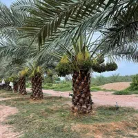 نخل برحی|عمده‌فروشی|شیراز, کوی زهرا|دیوار