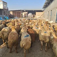 گوسفند زنده مهر شهر کیانمهر قزلحصار شکم خالی|حیوانات مزرعه|کرج, کیانمهر|دیوار