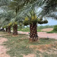 کبکاب نخل پالم فونیکس|گل و گیاه طبیعی|تهران, الهیه|دیوار