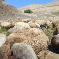 ۱۳۶ راس گوسفند داشتی شیشک و آبستن با ۷ بره|حیوانات مزرعه|مریوان, |دیوار
