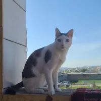 گربه