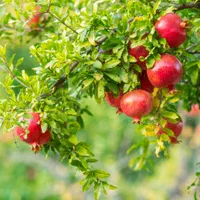 نهال انگور و انار|گل و گیاه طبیعی|اصفهان, ارداجی|دیوار