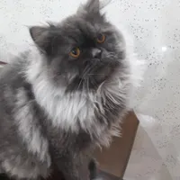 گربه پرشین خاکستری