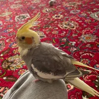 عروس هلندی گمشده|حیوانات|سلماس, |دیوار