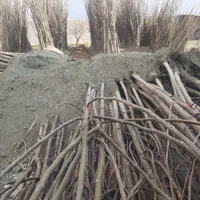 آلو پفکی و نهال صنوبر نگرا|خدمات باغبانی و درختکاری|اردبیل, |دیوار