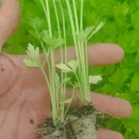 گوجه.بادمجان. فلفل.کلم. انواع نشا‌ ارسال سراسری