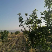 1700مترزمین خان زنیان.دهنوقلندری جهت باغ شهری|فروش دفتر صنعتی، کشاورزی، تجاری|شیراز, شهرک گلستان|دیوار