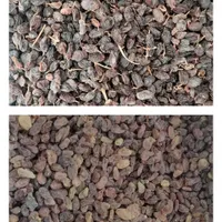 کشمش افتابی،