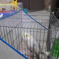 عروس هلندی|پرنده|قم, زاد|دیوار