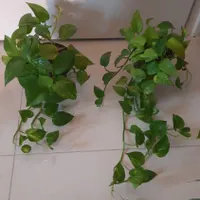 قیمت ها بین ۱۲۰ تا ۲۵۰