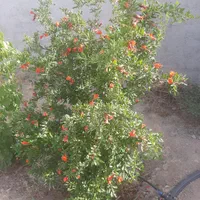 فروش زمین ۶۰۰ متری واقع در حصار مهتر شرایط اقساط|فروش زمین و ملک کلنگی|رباط‌کریم, رباط‌کریم|دیوار