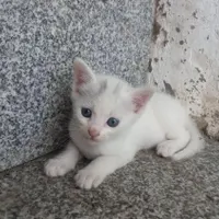 بچه گربه دستی|گربه|آزادشهر, |دیوار