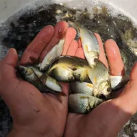 انواع بچه ماهی کپور و آمور|ماهی|شیراز, باغ تخت|دیوار