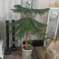 کاج مطبق