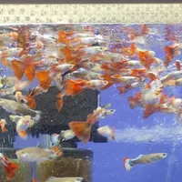ماهی گوپی سنگاپوری|ماهی|هشتگرد, |دیوار