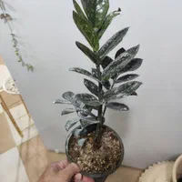 زاموفیلیا|گل و گیاه طبیعی|کرمان, |دیوار