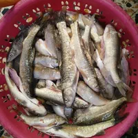 ماهی تازه رود خانه