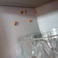 سمپاشی سوسک کابینتی‌ ریزودرشت موش وغیره...|خدمات نظافت|کرمان, |دیوار