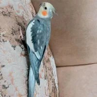 عروس هلندی سخنگو
