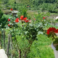 ویلالفور، دوخواب،دربست ،با بهترین قیمت *|اجارهٔ کوتاهمدت ویلا و باغ|شیرگاه, |دیوار