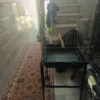 قفس 1033 با پایه