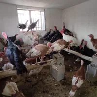 خرید و فروش انواع بوقلمون|حیوانات مزرعه|اصفهان, رهنان|دیوار